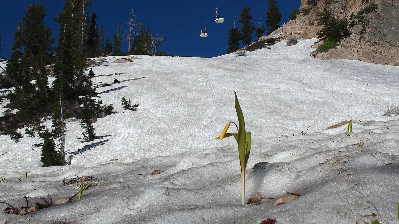 Glacier Lilies, along with Spring Beauties, are the first flowers to bloom after the snow melts in the spring and summer.