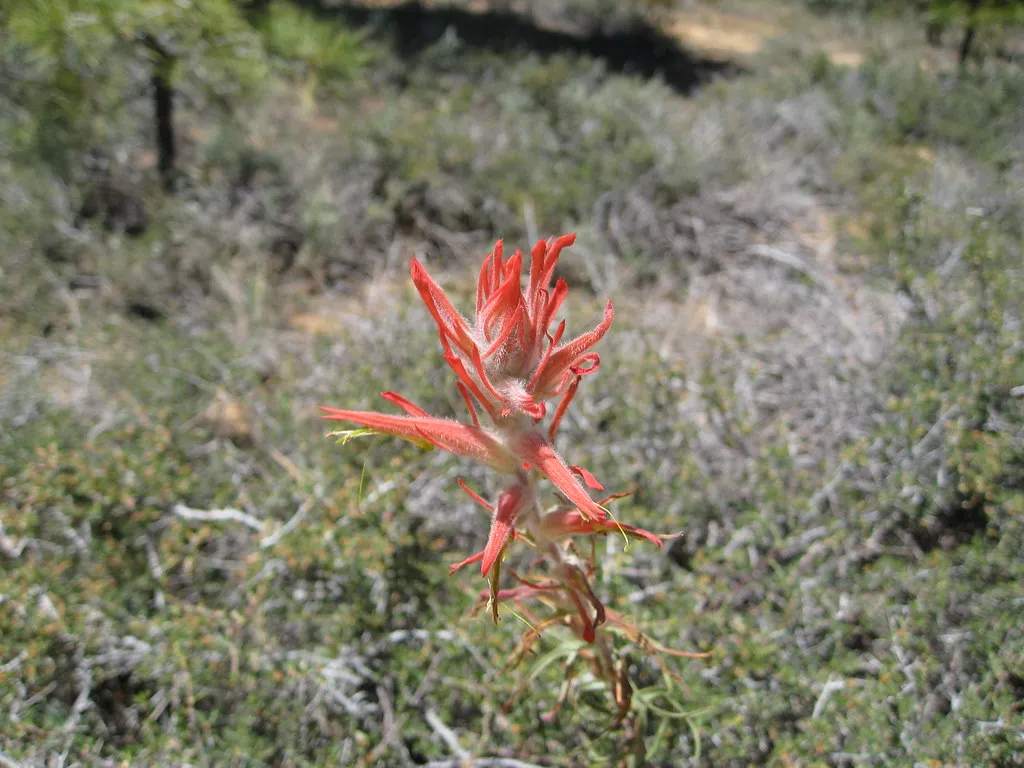 Castilleja linariifolia