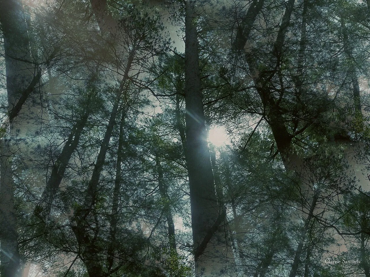 Pine woods along the Quechee Gorge trail
