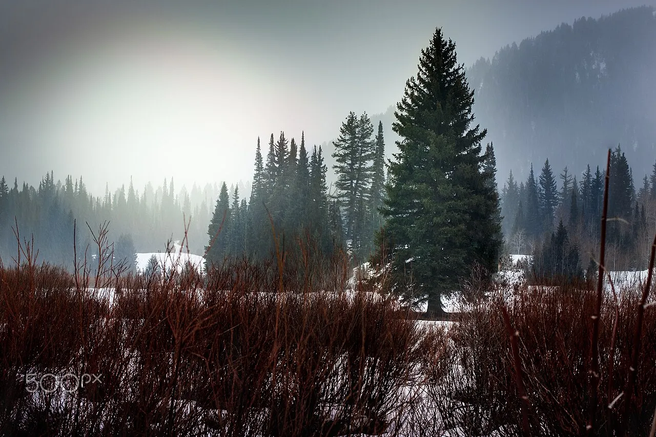 500px provided description: Cold morning at spruces camp ground just west of Solitude Ski Resort in Big Cottonwood Canyon.