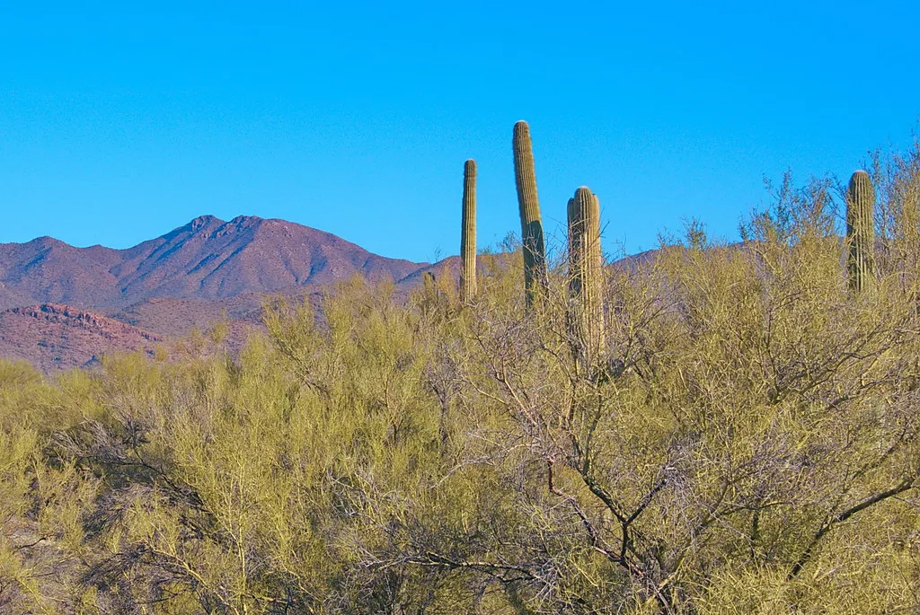 Tucson Mountain Park 15