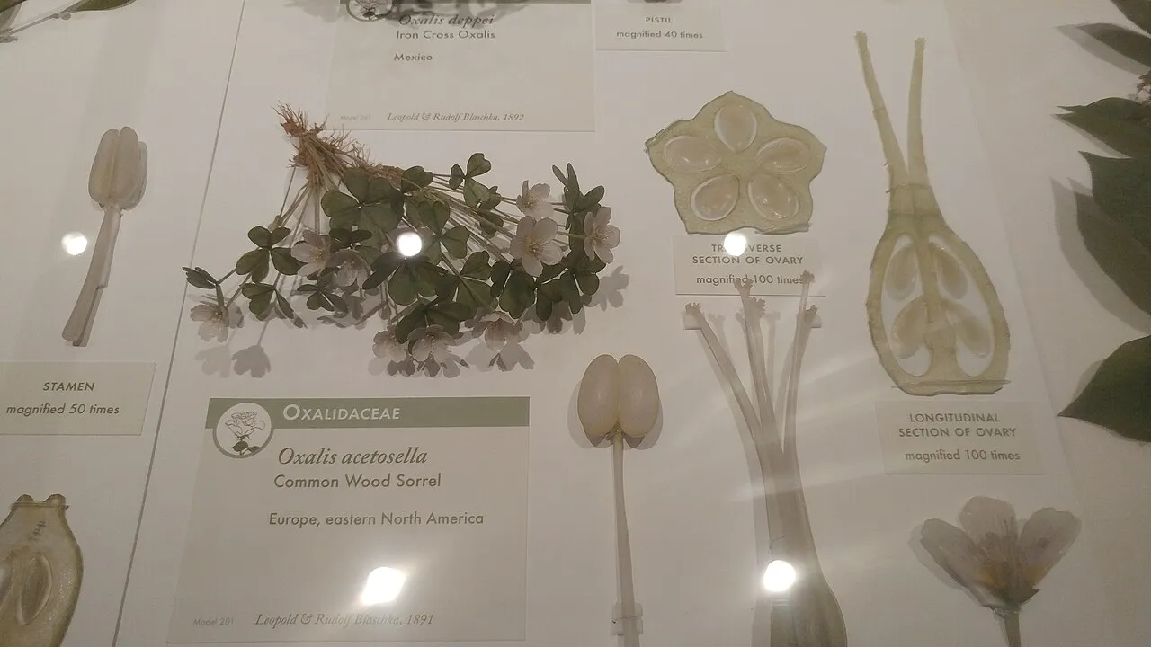 Glass wood sorrel blossoms and roots, Harvard's Glass Flowers