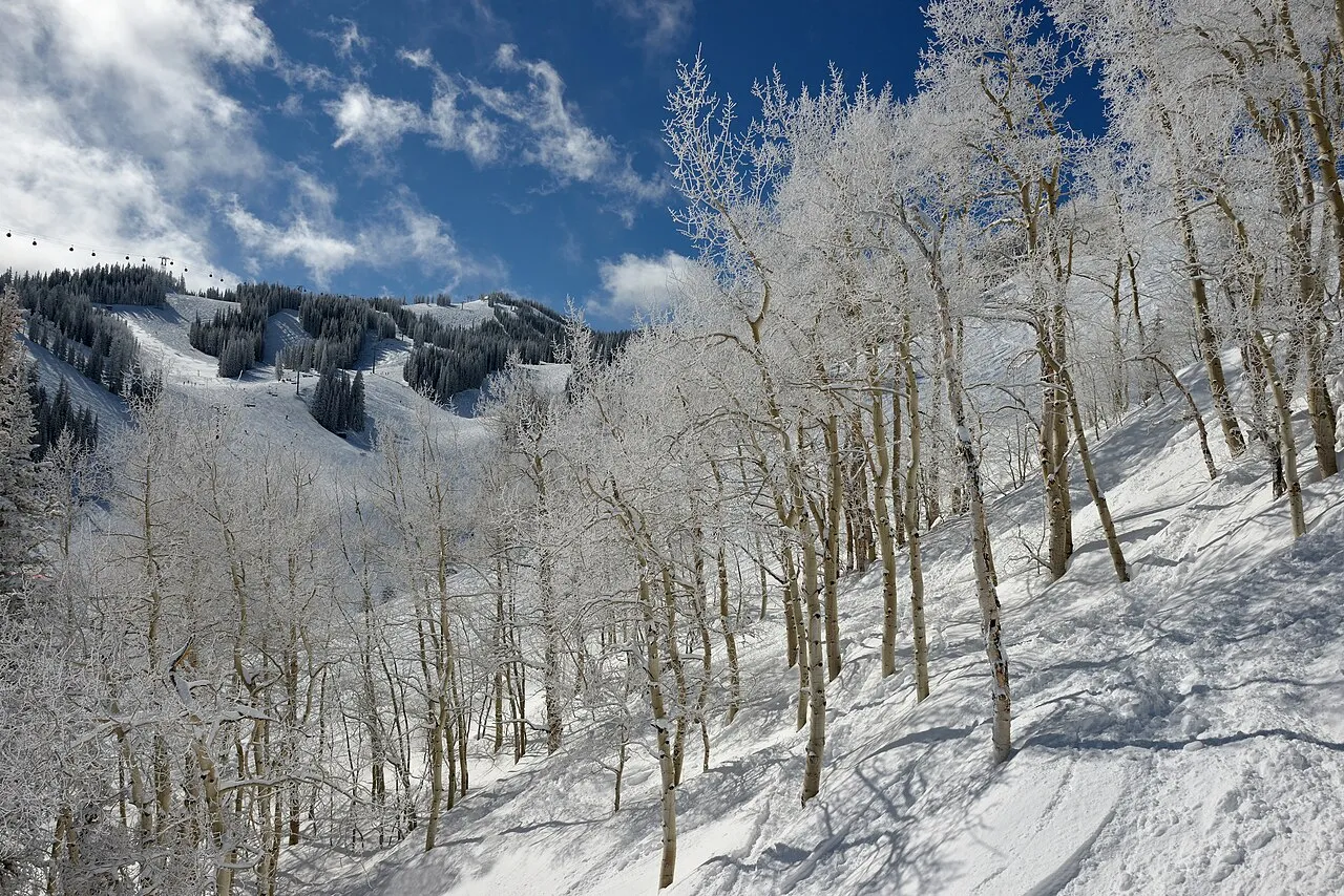 Aspen trees covered by fresh snow on Aspen Mountain .