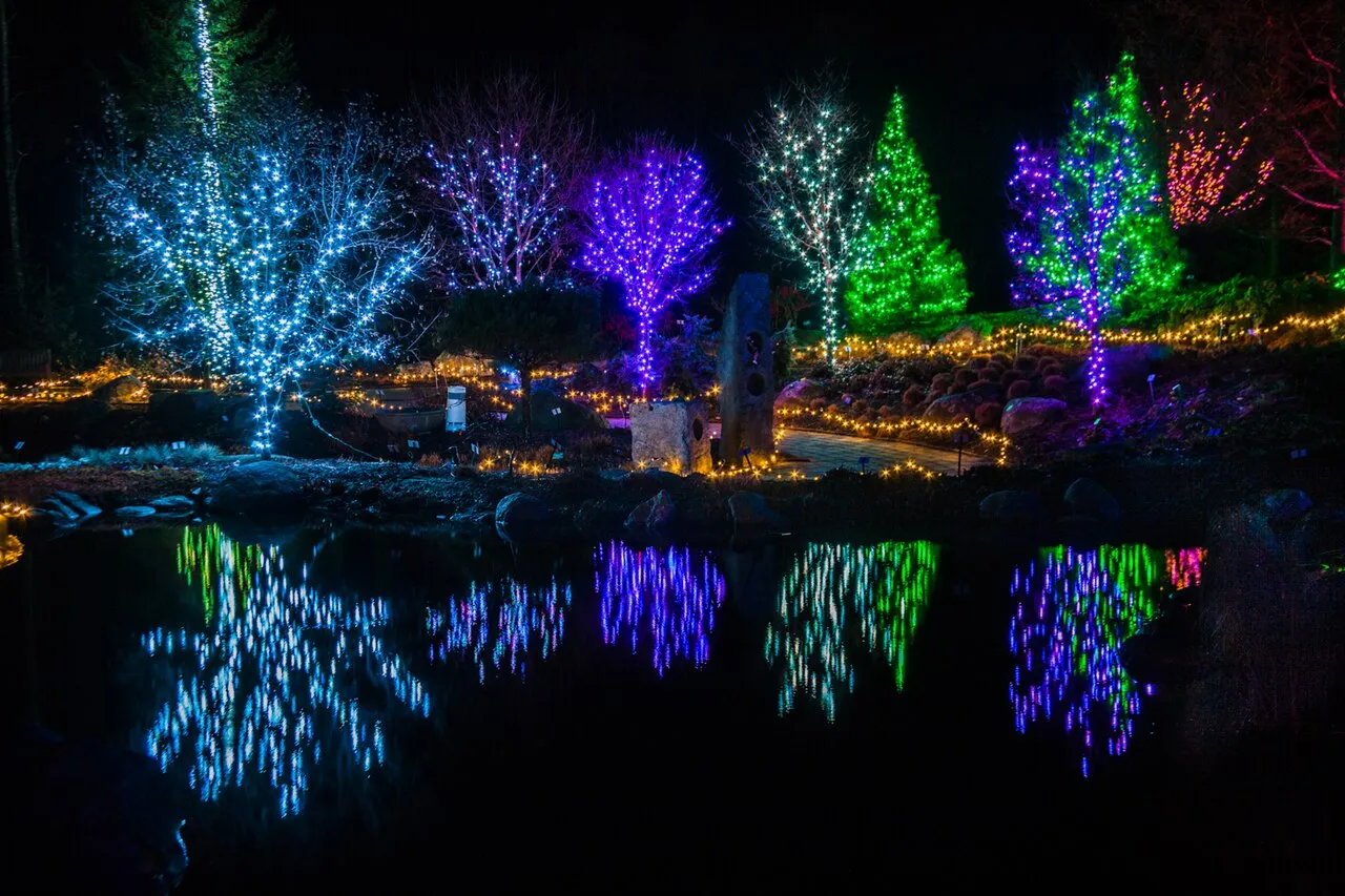Lit trees reflected in a pond at Gardens Aglow, Coastal Maine Botanical Gardens
