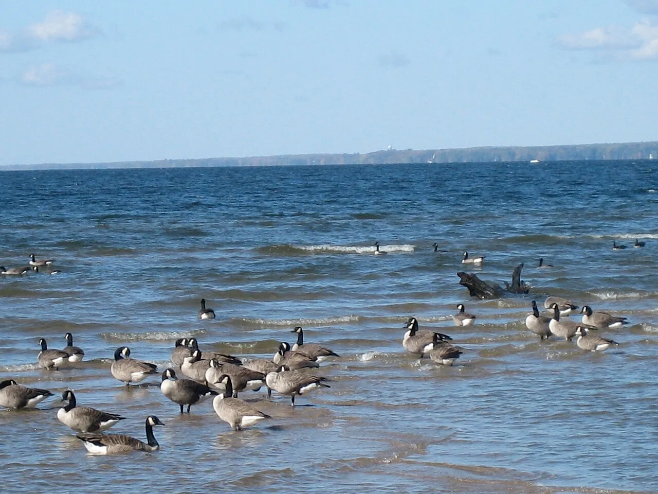 Canada geese on Oneida Lake at Verona Beach State Park in October