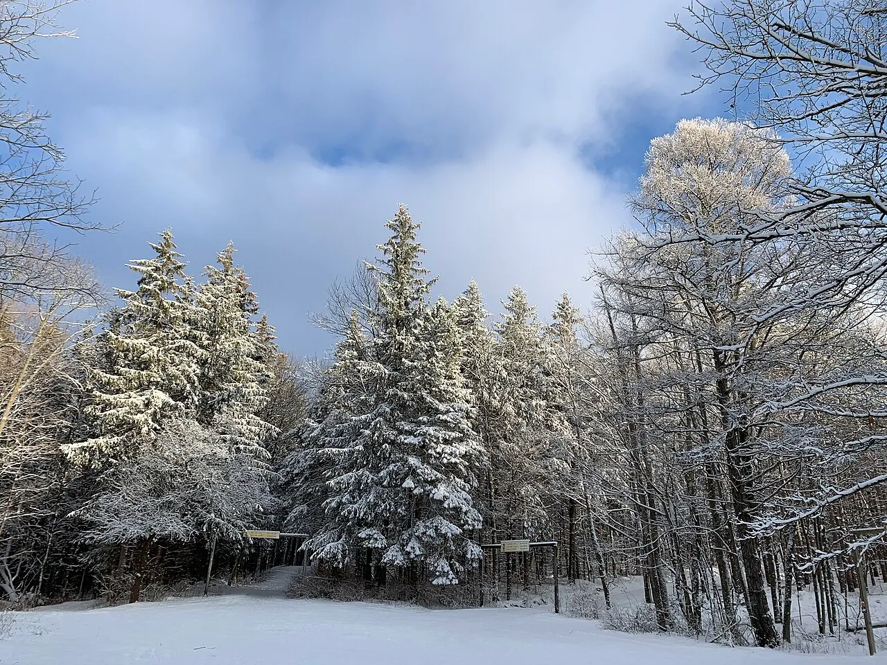 Highland forest cross country skiing trails