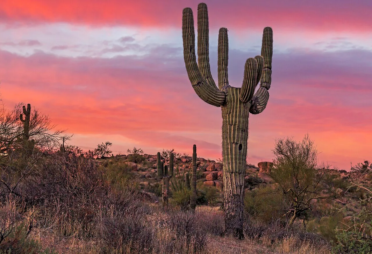 Landscape image of a unique looking Saguaro cactus at sunrise or dawn near a hiking trail in a Desert Preserve in Scottsdale, AZ