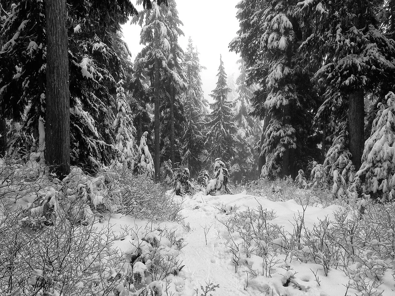 Cypress Mountain, a day snow shoeing.