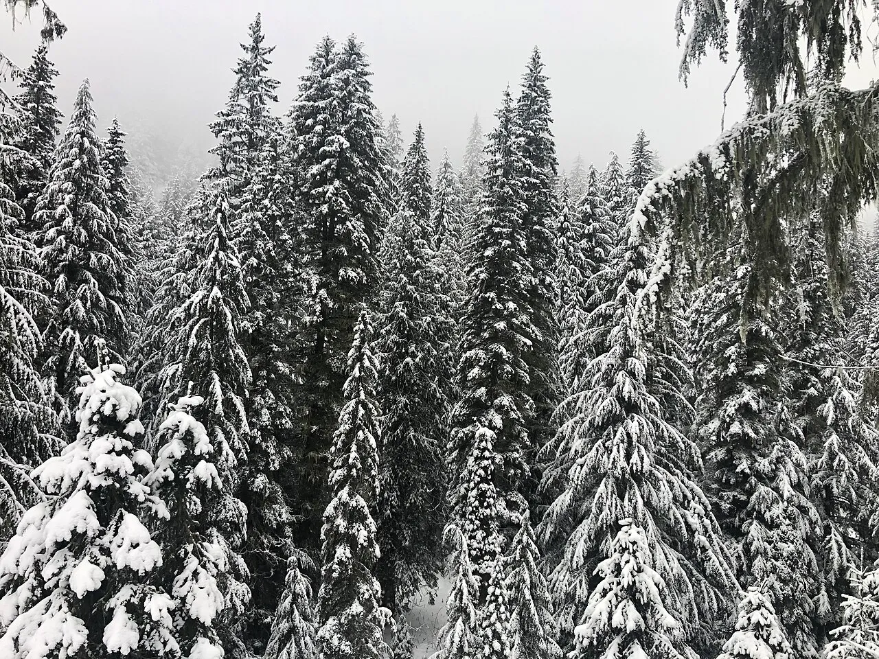 Inland Temperate Spruce Rainforest near Whitewater Ski Resort in Nelson, British Columbia.