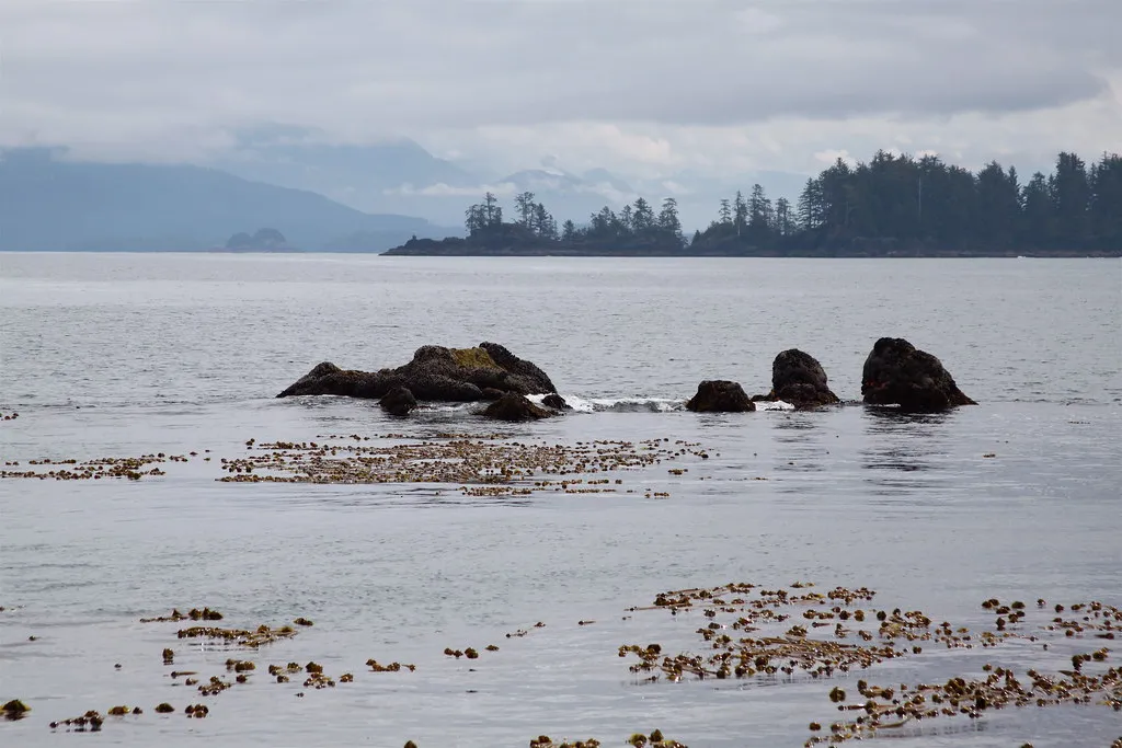 Kelp in the Broken Group Islands