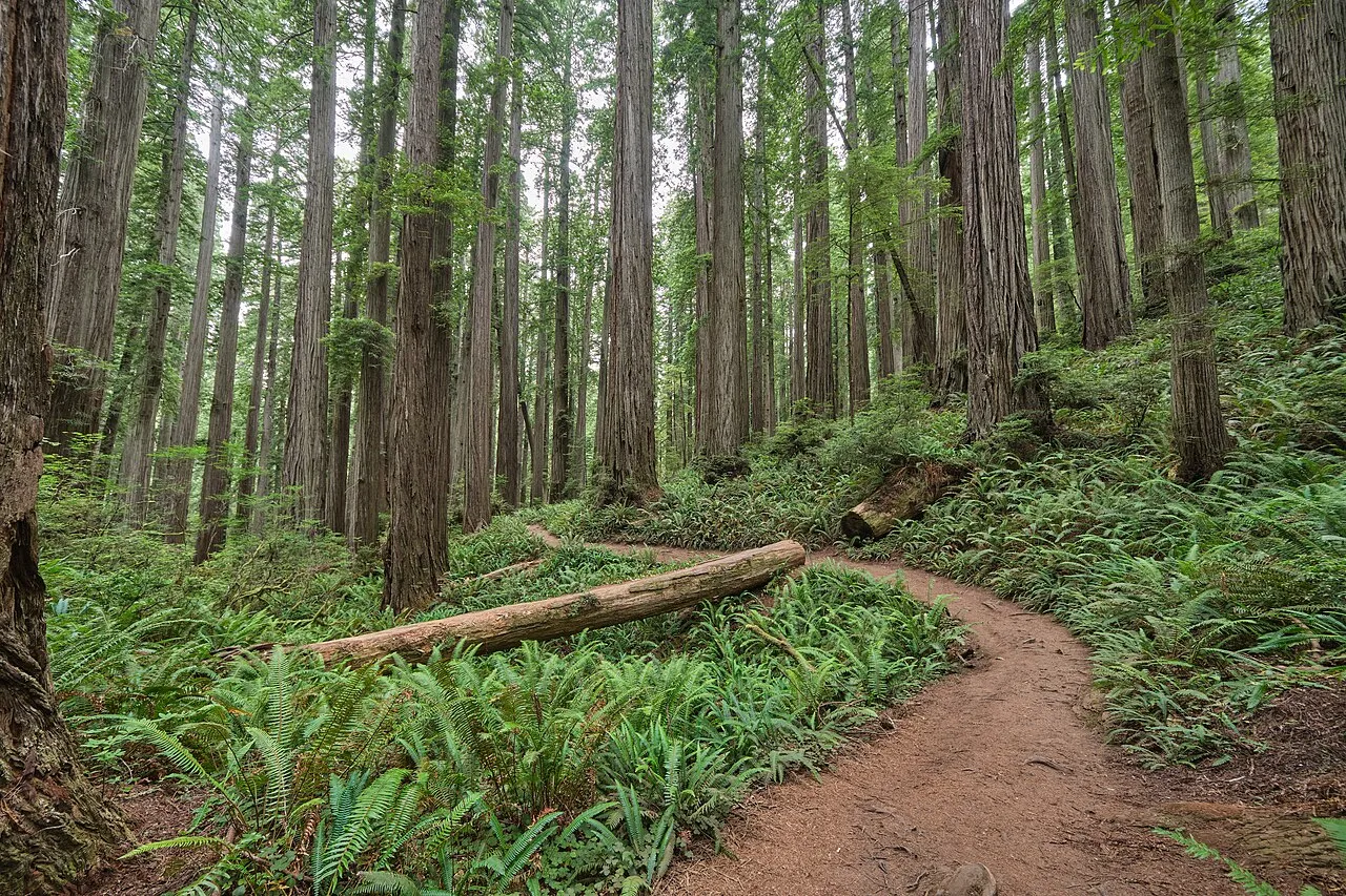 In Jedediah Smith Redwoods State Park, Del Norte County, CA