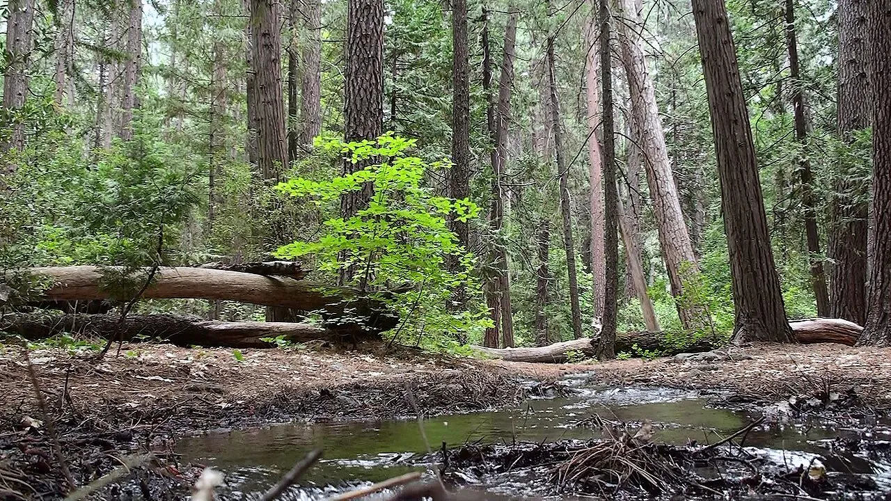 Yosemite - Upper Pines Campground