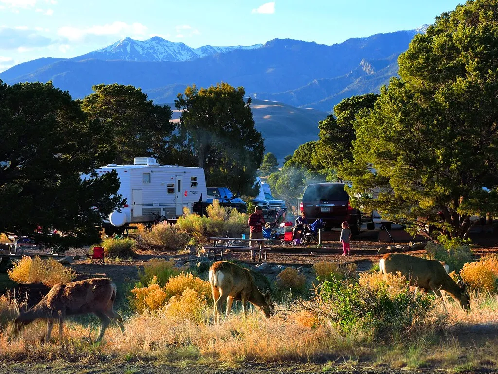 Mule Deer in Piñon Flats Campground