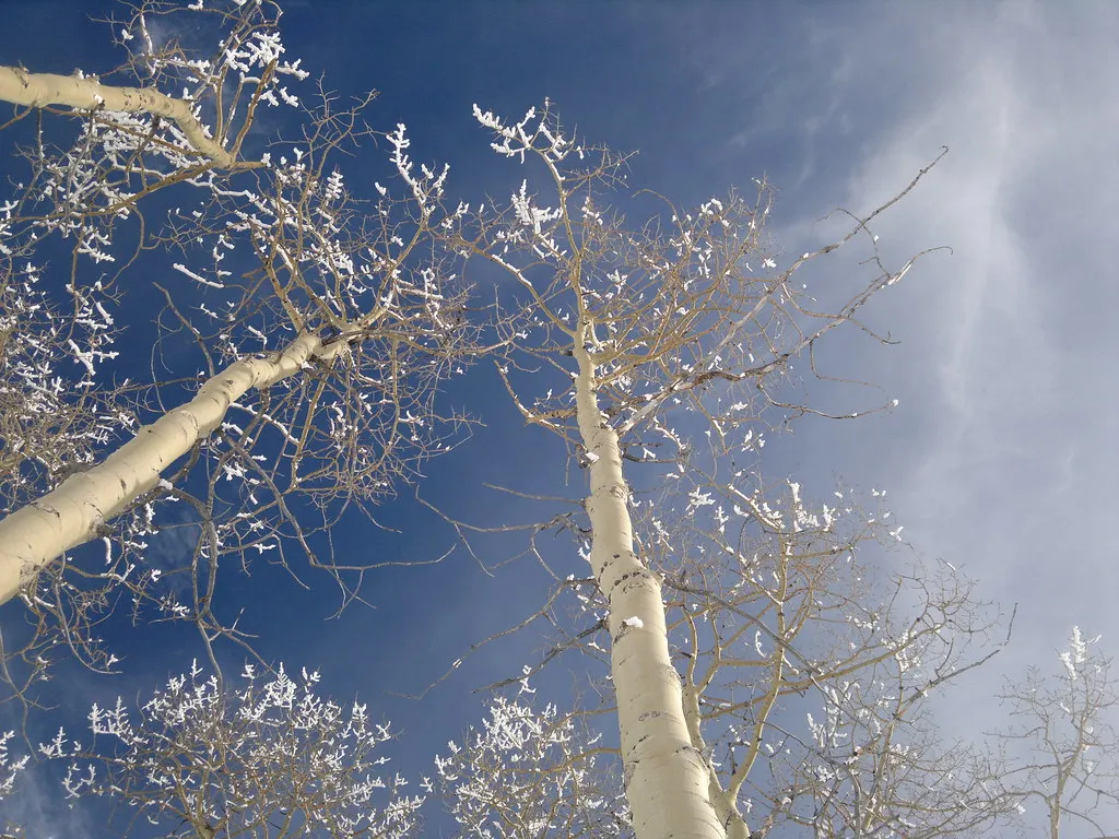 Steamboat Skies