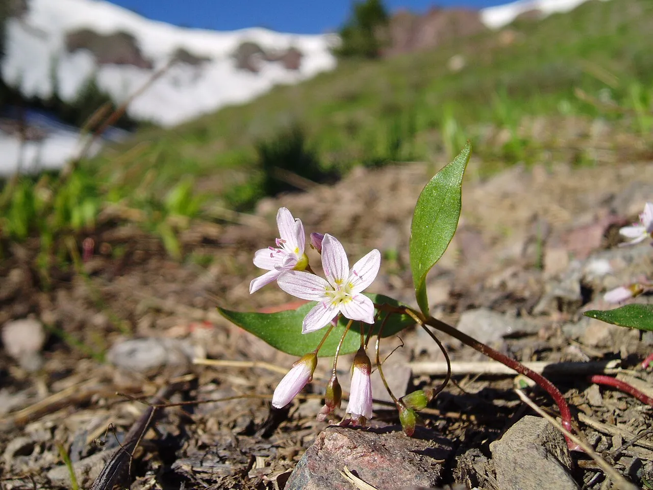 Spring Beauties, along with Glacier Lilies, are the first flowers to bloom after the snow melts in the spring and summer.