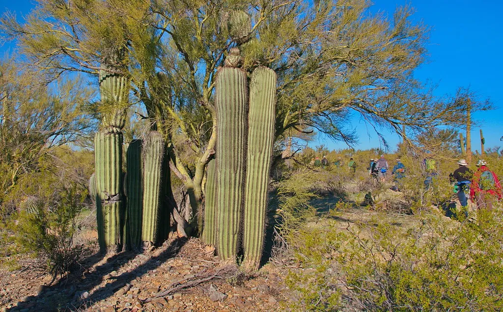 Tucson Mountain Park 12