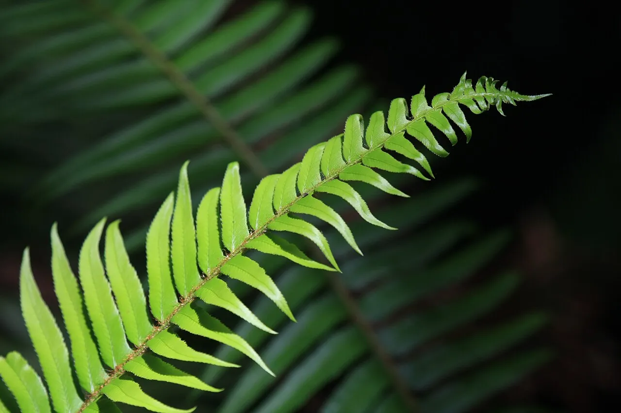 Perpendicular Fern Leaves