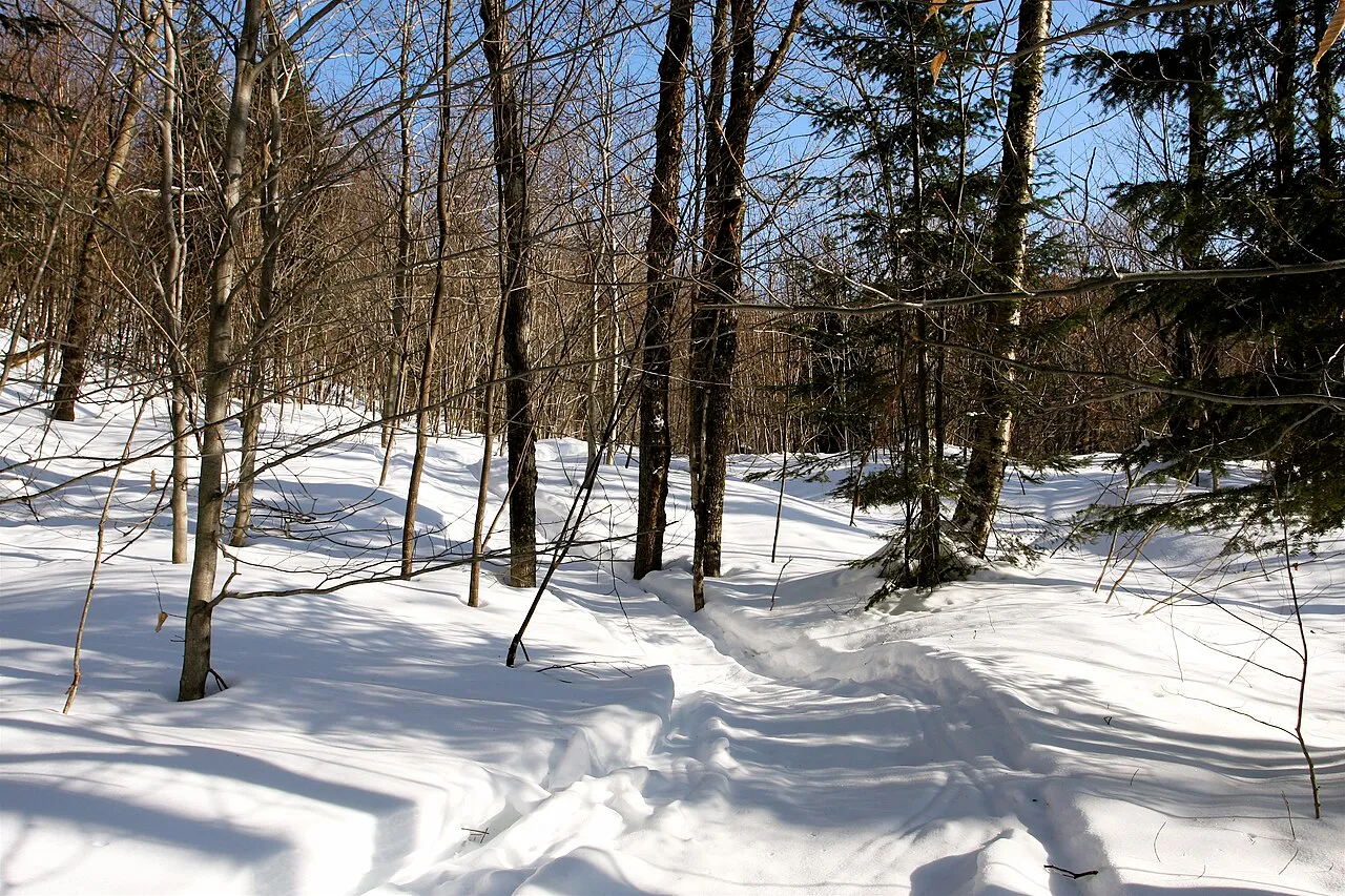 One of the Snowmobile trails in the recreation area.