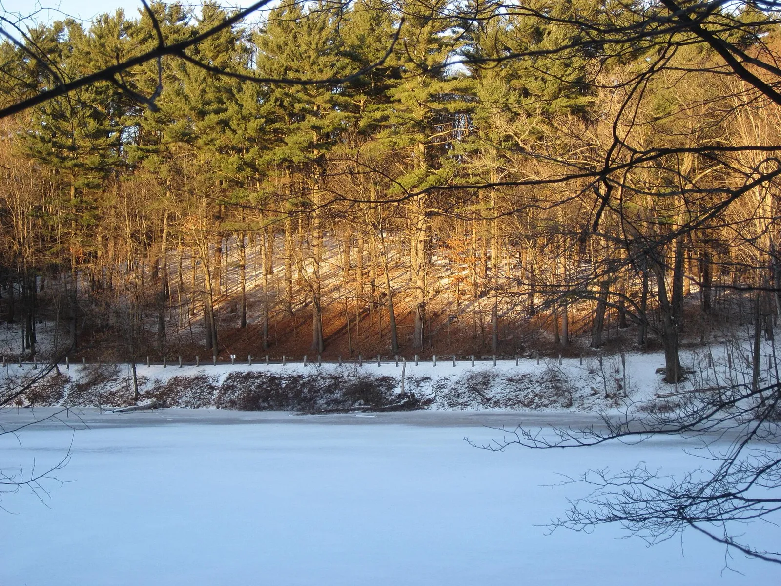 Golden evening light on the pines at Moreau Lake in winter