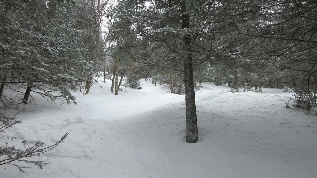 'Everglade' tree trail at Jay Peak, VT