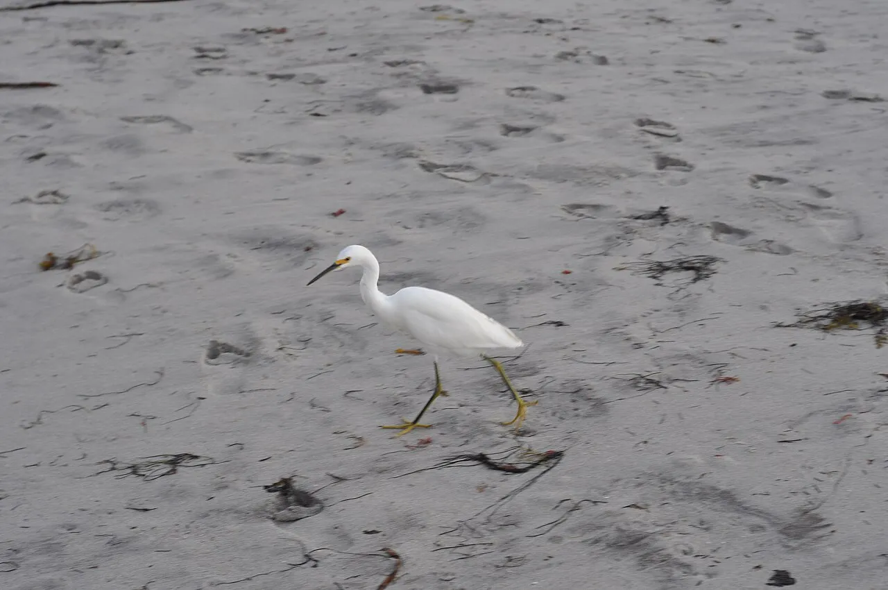 Snowy egret ( Egretta thula ) at the beach in La Jolla , California.