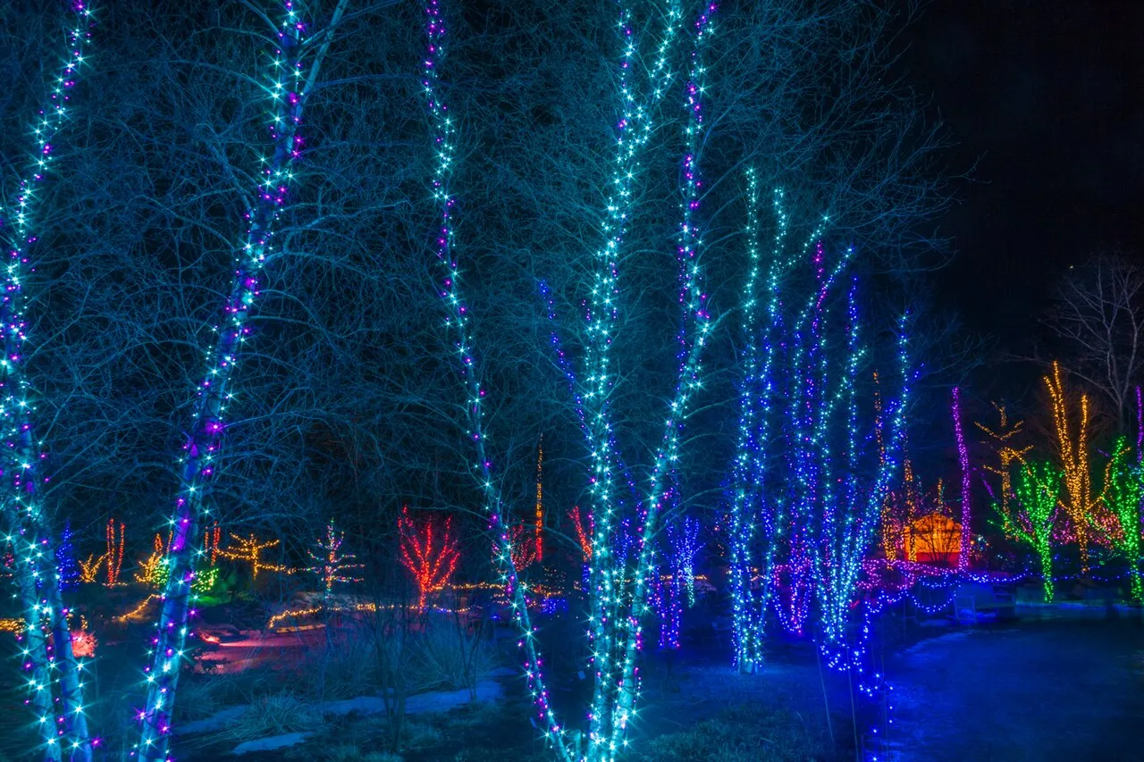 Trees wrapped in blue and white lights at Gardens Aglow