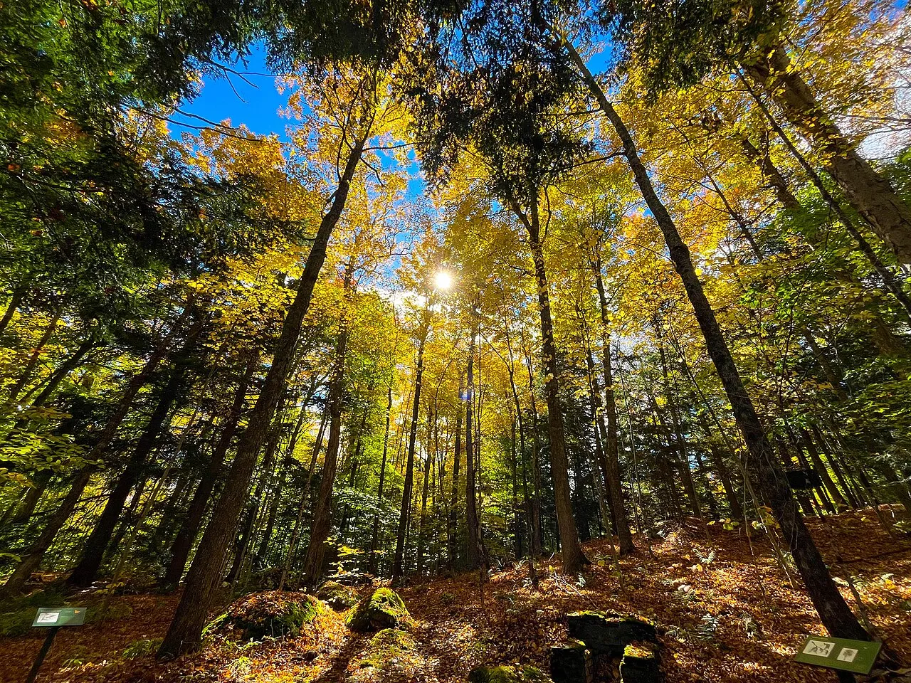 Gifford Woods (National Natural Landmark) (17915f52-4997-4290-aac3-f0e4d1ce236f)