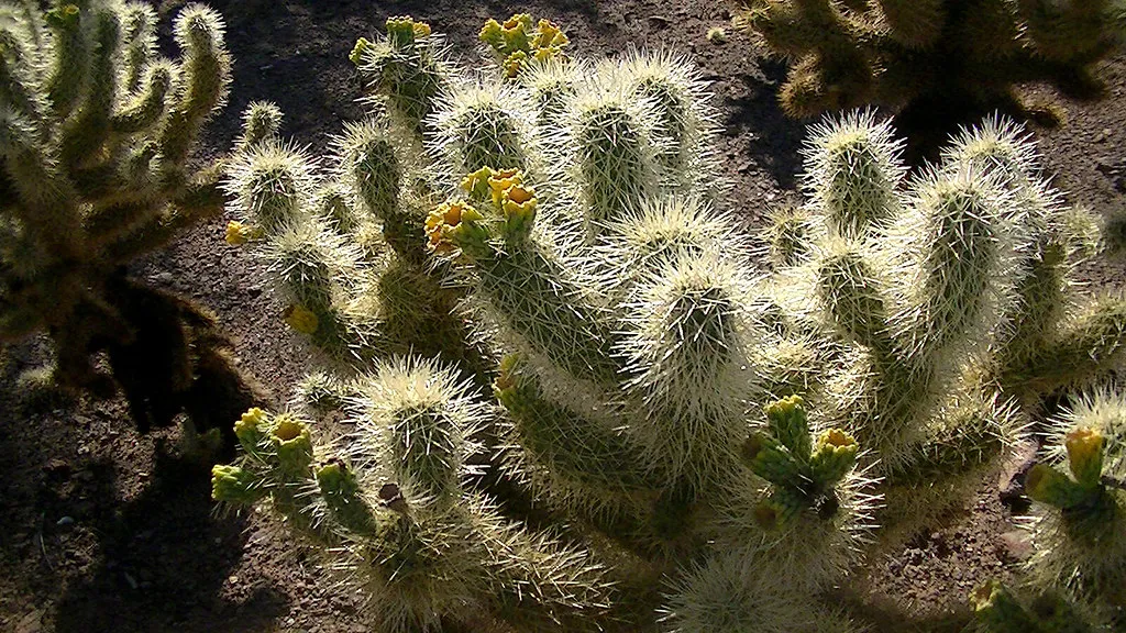 At the Lost Dutchman State Park in Arizona