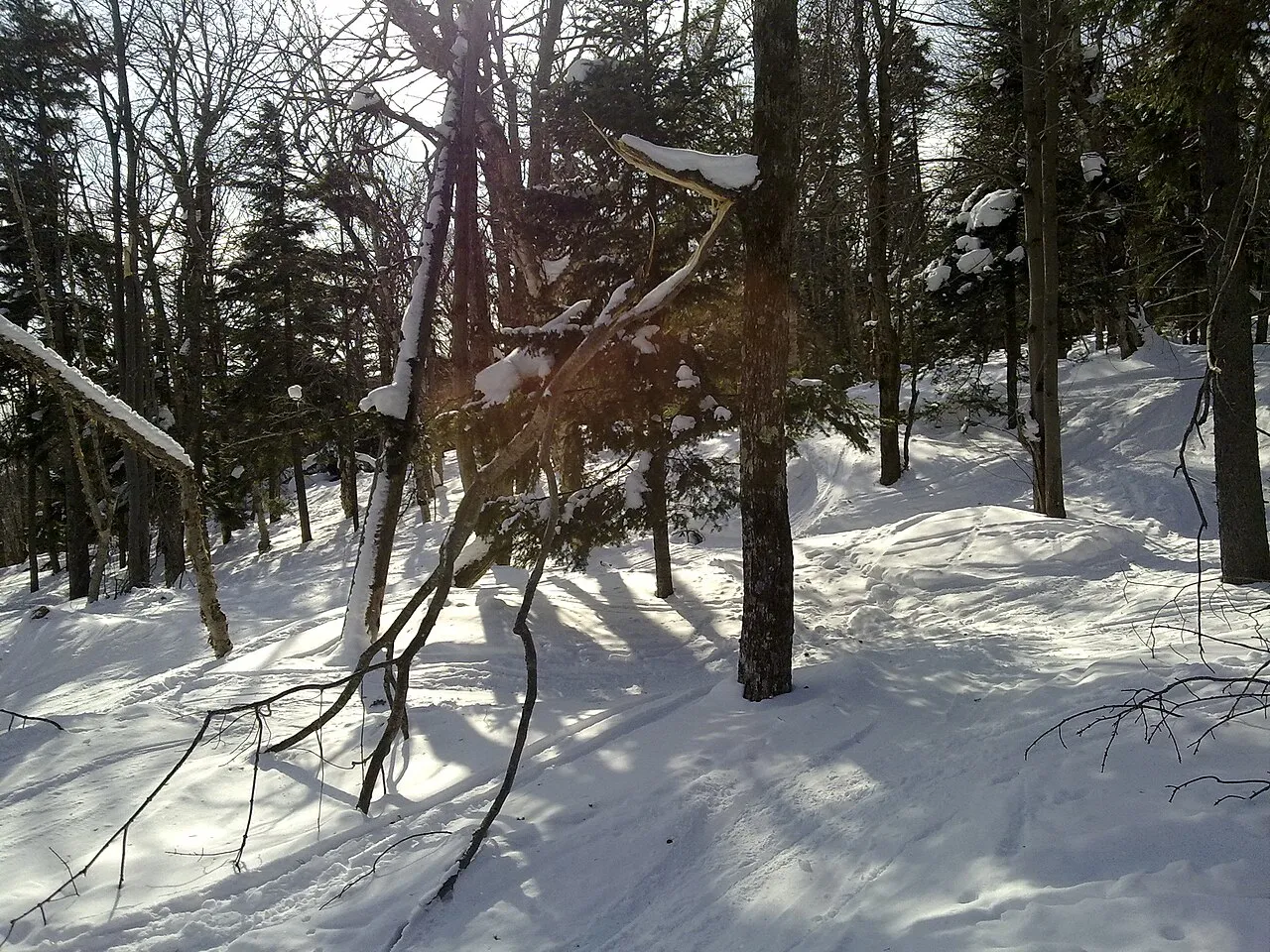 More Tree skiing