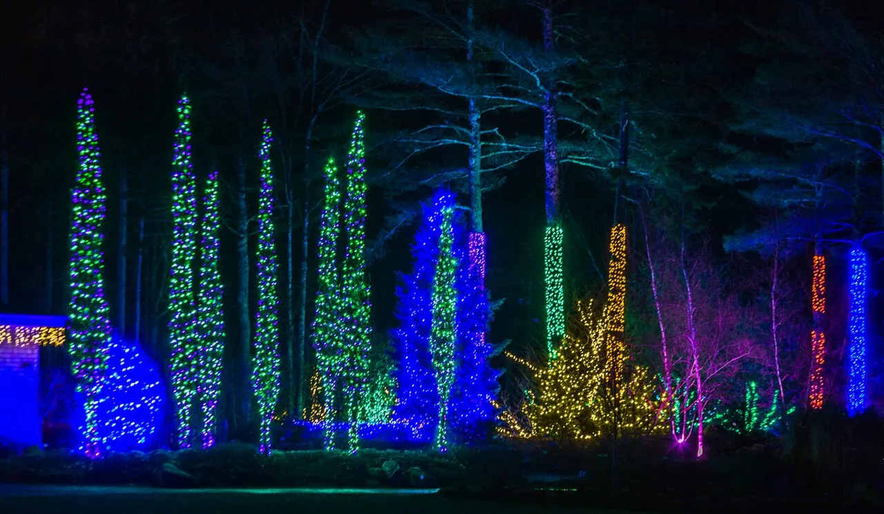 Columns of colored lights through the woods at Gardens Aglow