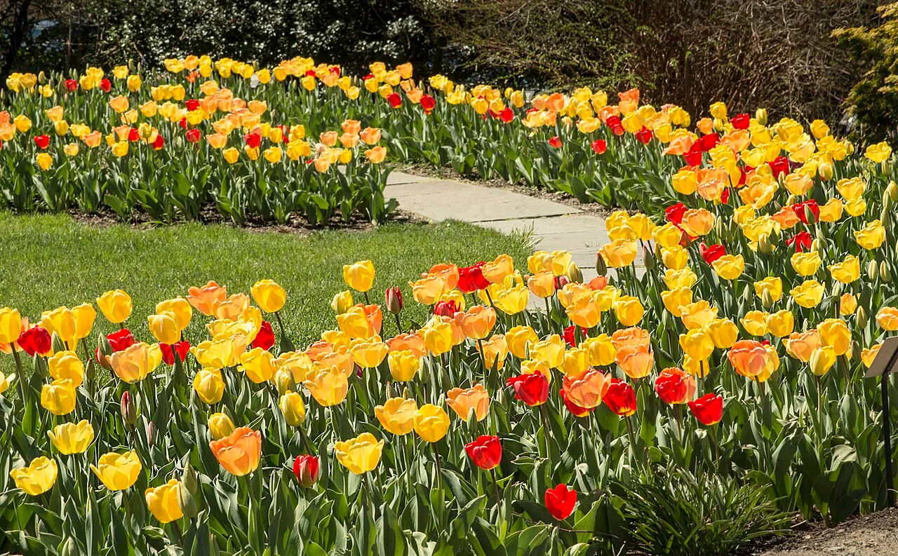 Spring tulip border at the New England Botanic Garden at Tower Hill