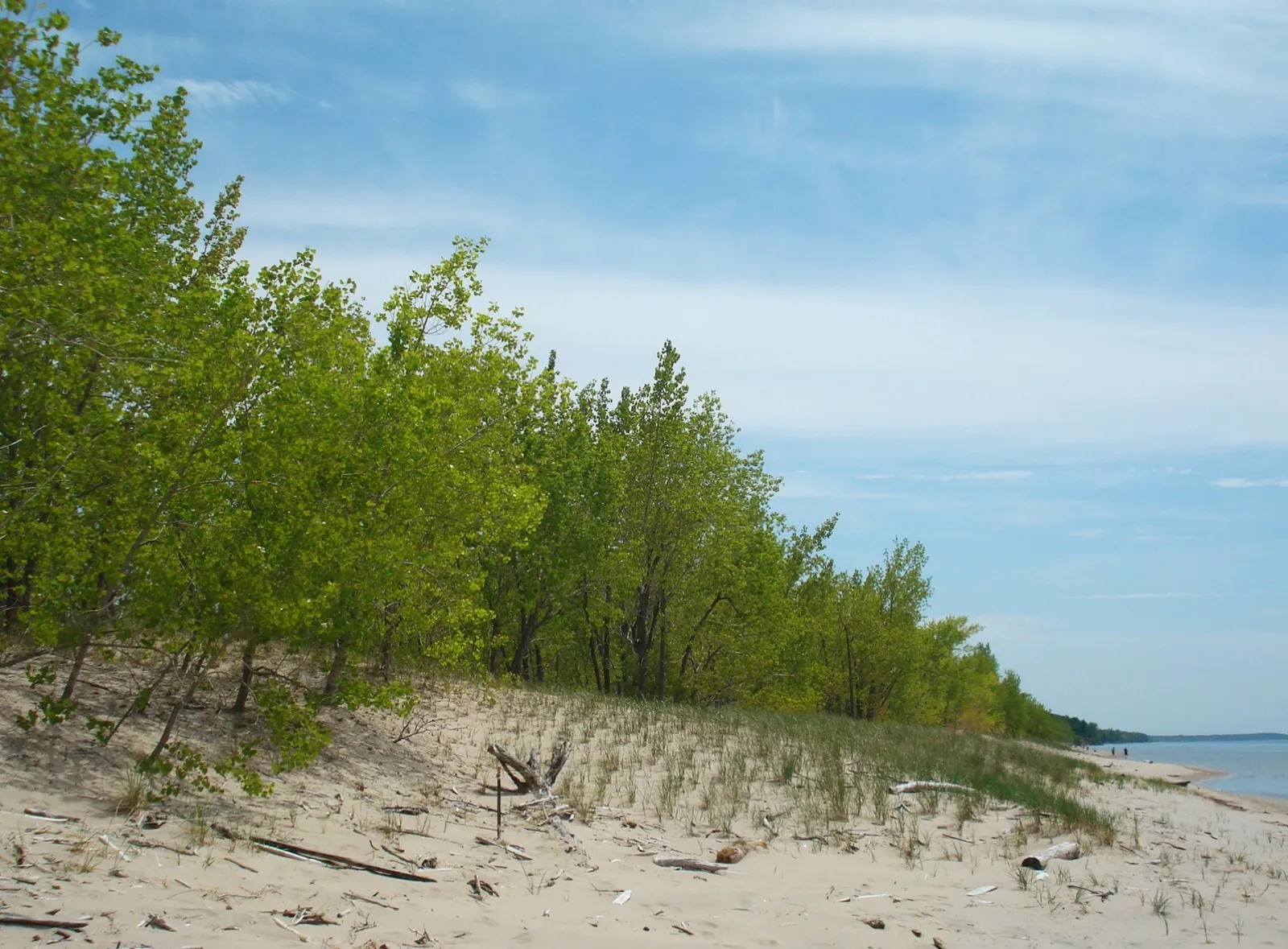 Dunes and beach grass along the Lake Ontario shore (nearby Sandy Pond Beach)